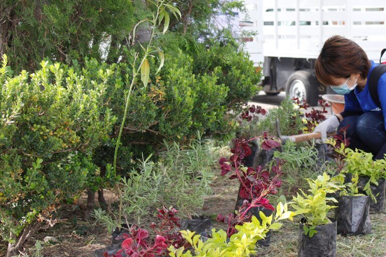 Reforestación en conjunto con Ayuntamiento y CONAFOR
