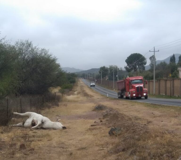 Vehículo impacta contra vaca