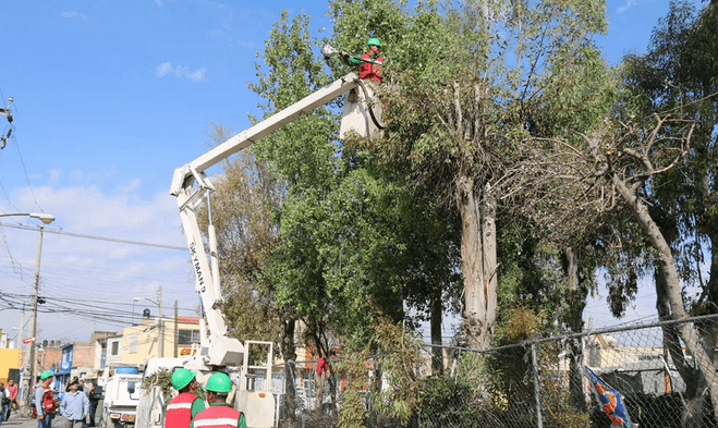 Por temporada de vientos podan árboles