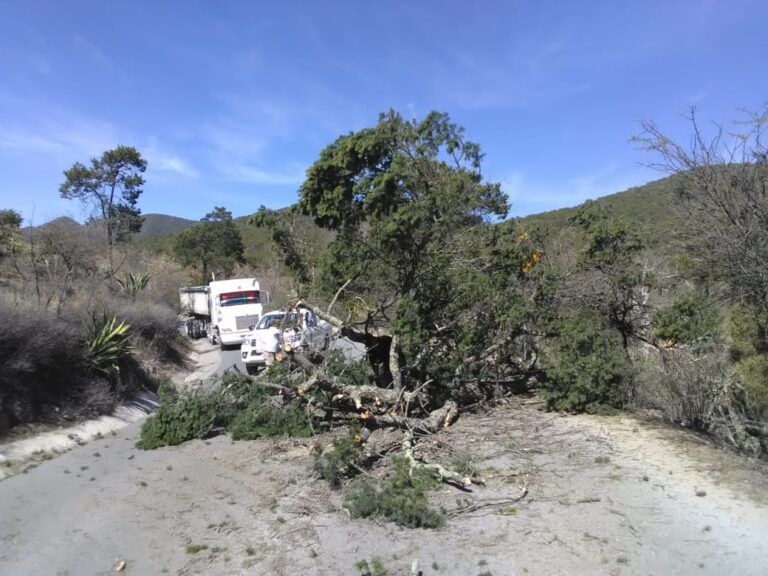 Cayó árbol y bloqueó carretera a La Salitrera