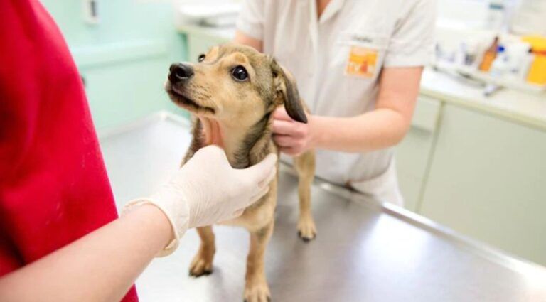 Presentan programa permanente de esterilización canina en SLP