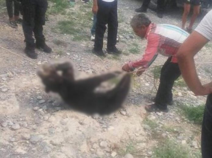 Monstruos asesinan a osito de 4 meses de edad.