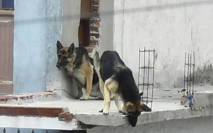 La mayoría de los casos corresponde a animalitos que ya tienen hogar y están al cuidado familia.