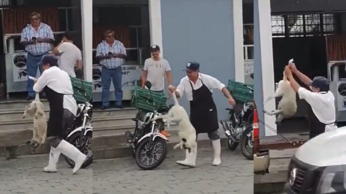 El sujeto además de dejar inconsciente al animal, lo tomo por la cola y lo cardo por varios metros.