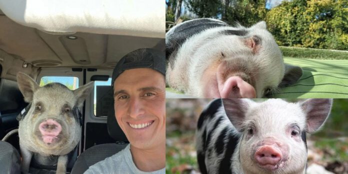 Denuncian a hombre que adoptó a una cerdita como mascota y la hizo a la parrilla con sus amigos.