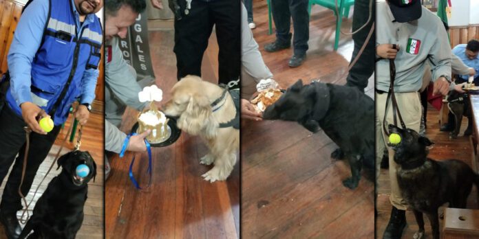 Tras casi 10 años de servicio, los perritos están listos para retirarse.