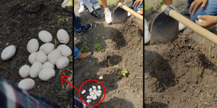 En la Huasteca un maestro ordenó la destrucción de un nido de animales, un alumno y lo denunció.