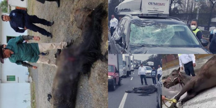 El caballo quedó gravemente lesionado y tuvo que ser sacrificado.