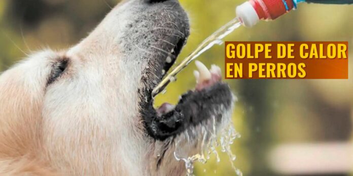También los animales domésticos pueden padecer cualquiera de estas afectaciones.
