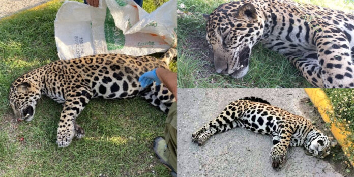 Jaguar es atropellado en Playa del Carmen. Tuvo un colapso pulmonar en el lado izquierdo.