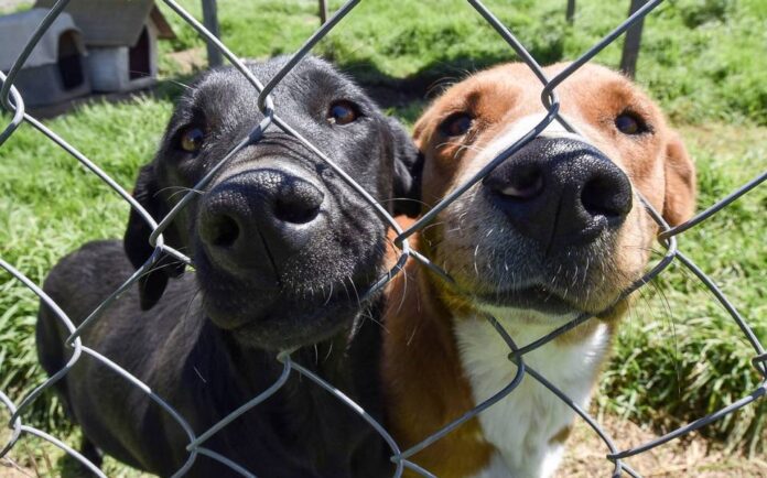 Refugio para perritos
