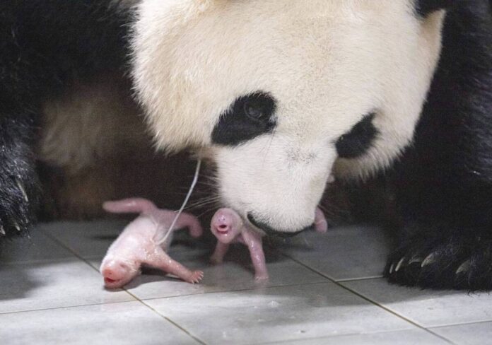 Nacen los primeros gemelos panda en Corea del Sur