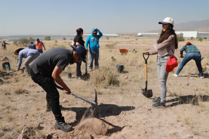 Gobierno de la Capital sigue reforestando la Sierra de San Miguelito
