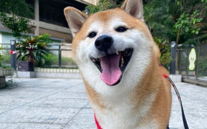 Muere Cheems, el perrito del meme que se hizo viral en Internet