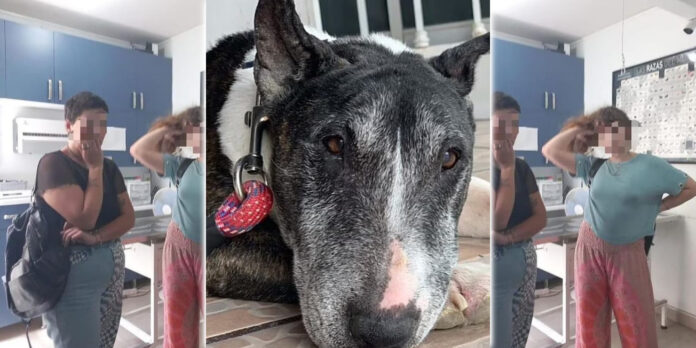 Se robaron al perro y lo llevaron a dormir.