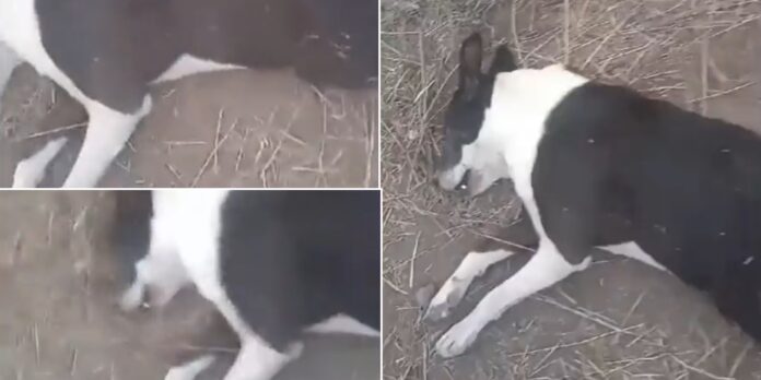 La bala había perforado un costado de su pecho.