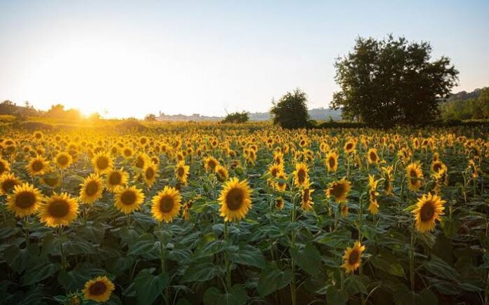 Los campos de girasoles son un atractivo de temporada para este municipio potosino.