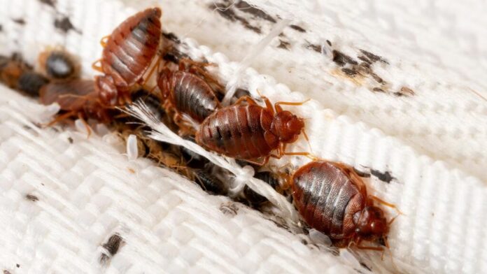 plaga-de-chinches-en-el-mundo