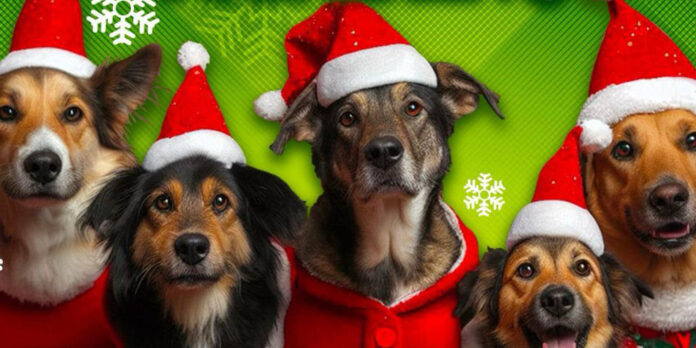 La mayoría de los animalitos que son regalados en épocas decembrinas son abandonados.