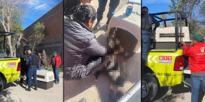El 9 de enero se recibió el reporte de un perrito presuntamente ahorcado en la colonia Los Limones, SLP.