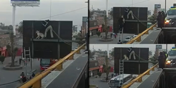 Los potosinos se preguntan ¿cómo llegó el can hasta ese lugar?.