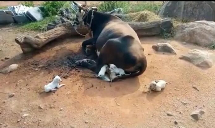 Tras la muerte de su madre, los cachorros fueron alimentados por la vaca.