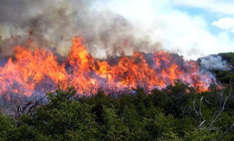 Incendios forestales han afectado más de mil hectáreas