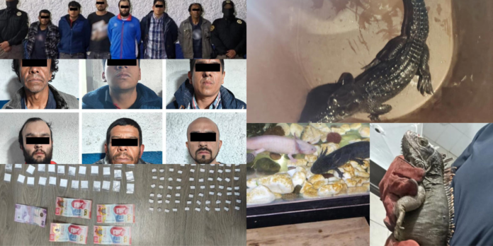 ¿Cocaína y Reptiles? 6 sujetos son detenidos con droga y animales exóticos
