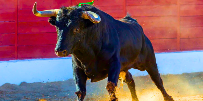Recuperaron toro robado, no hay detenidos 