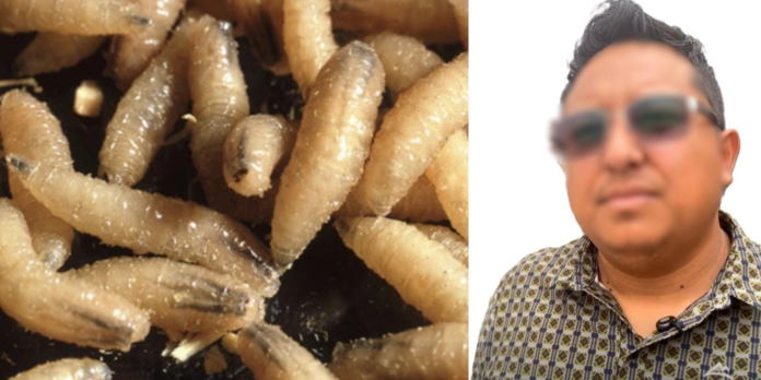 Funcionario municipal genera confusión con respecto al gusano Barrenador  