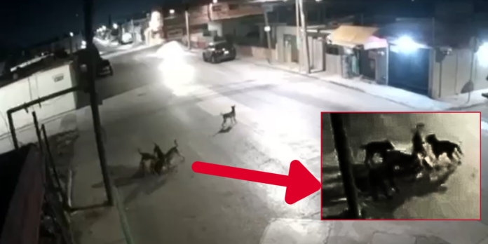 Jauría aterroriza a vecinos de Industrial Aviación SLP