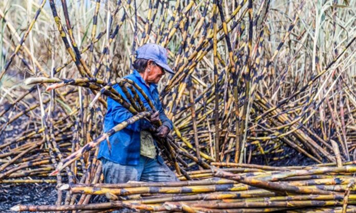 6 millones de pesos se invertirán en caña de azúcar