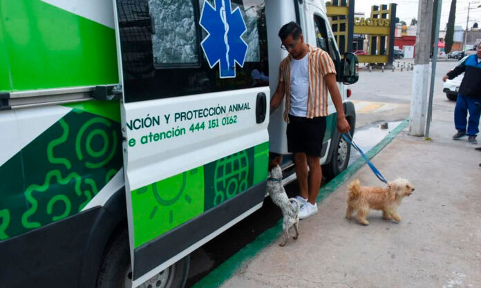 Soledad busca proteger a los animales