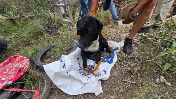 Perrito y su dueño son rescatados tras caer a un pozo