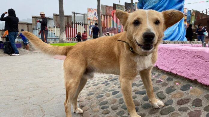 2.15 millones de mascotas potosinas
